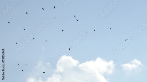 A large flock of birds circling in the clear blue sky above white clouds. The silhouettes of the birds in motion create a cinematic and atmospheric sense of freedom and nature’s rhythm.