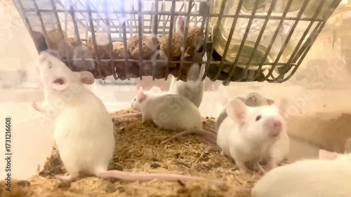 The activity of experimental mice in a cage