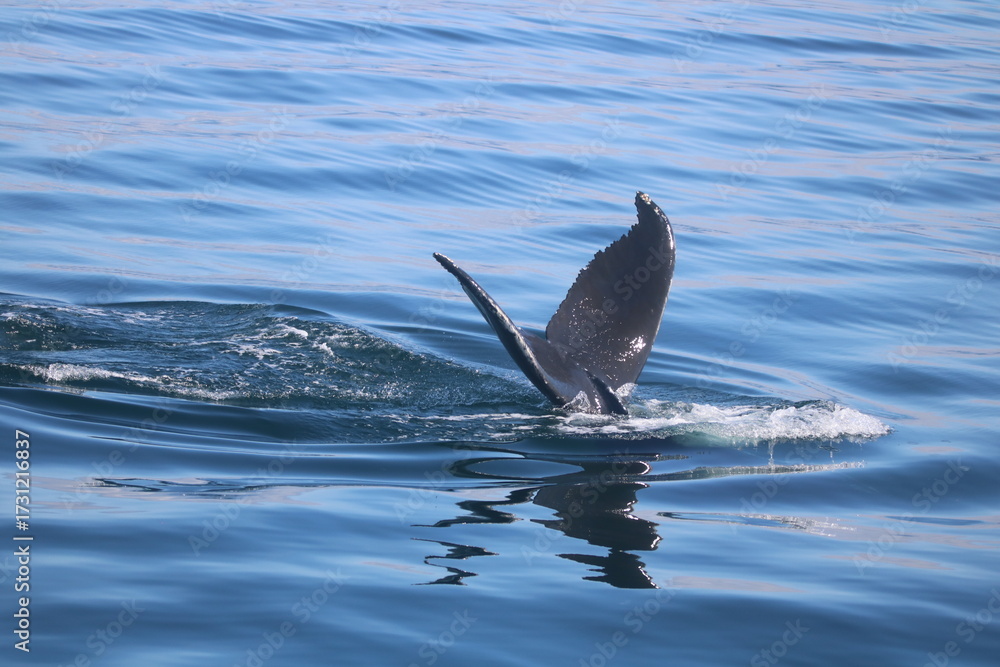 Fototapeta premium Humpback whale tail diving into ocean waters