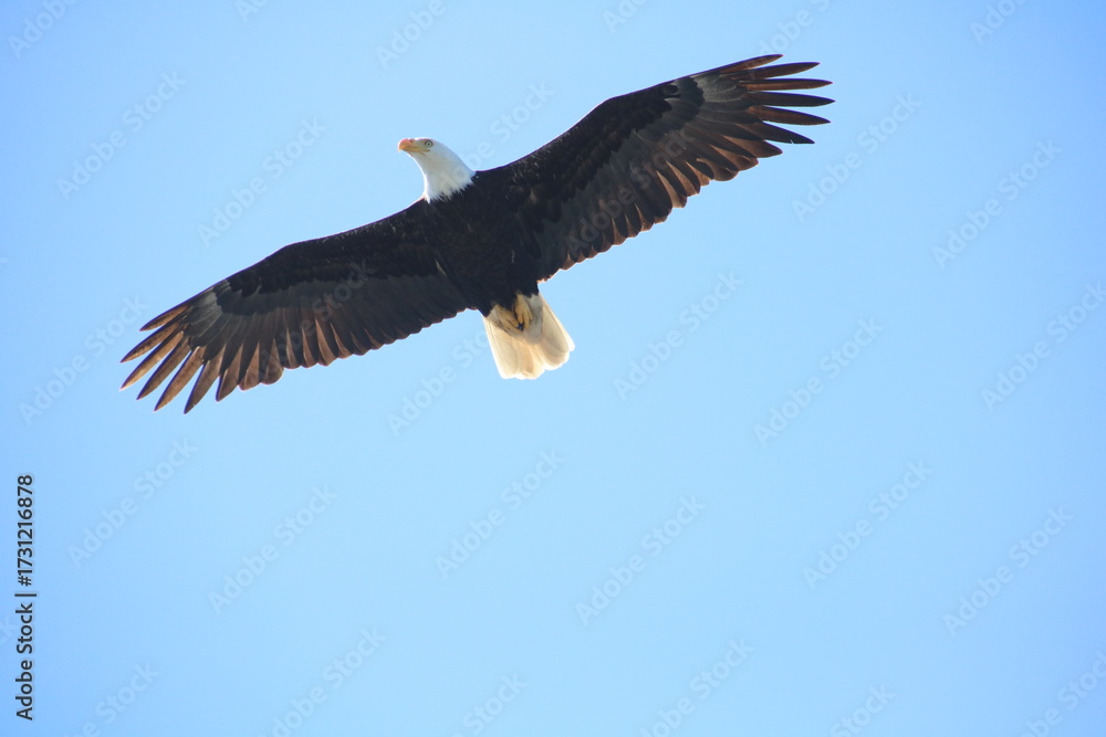 Obraz premium Bald Eagle soaring through clear blue sky