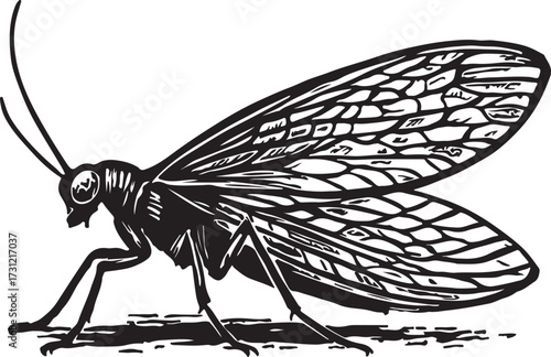 Detailed black and white etching illustration of a delicate winged insect with intricate vein patterns on its wings and long antennae