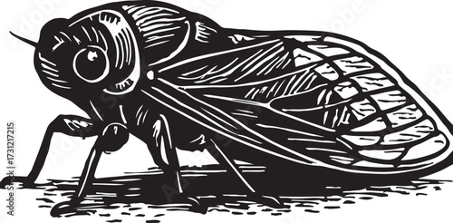 Detailed black and white woodcut illustration of a large insect with prominent wings and segmented body on a white background