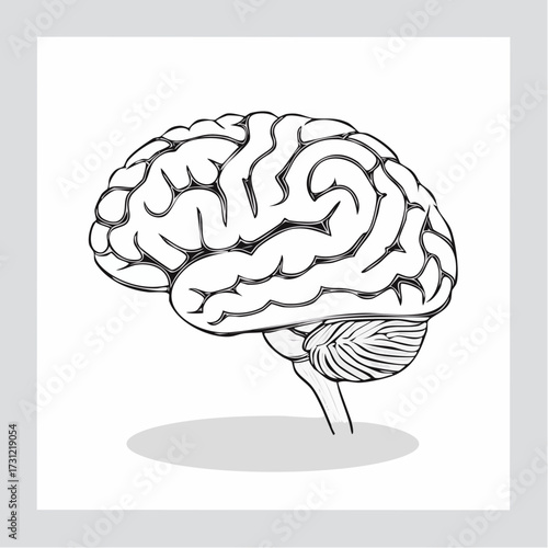 Detailed black and white illustration of a human brain showing the cerebral cortex and cerebellum with intricate folds and grooves