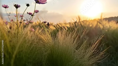 Vibrant flower field bathed in warm sunlight during golden hour