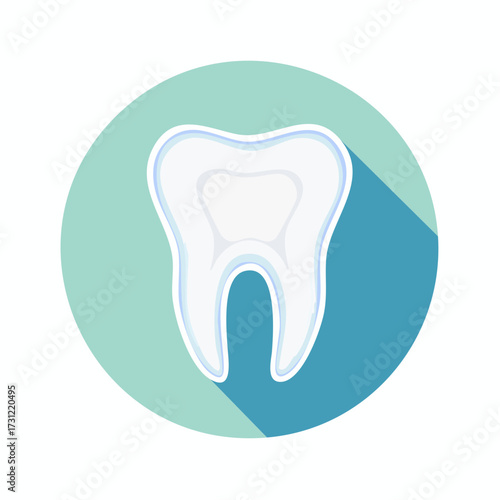 A detailed illustration of a white molar tooth with visible enamel and roots, highlighting its anatomical structure and smooth surface