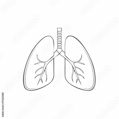 Illustration of human lungs with bronchial tubes and trachea, showing the main airways branching inside the lungs