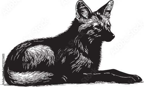 Detailed black and white illustration of a wild canine animal with large ears resting peacefully on a white background