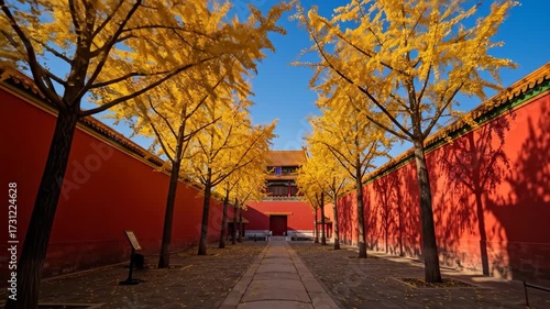 Golden Ginkgo Reflecting on the Palace Wall
