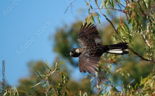 Endangered Carnaby’s black cockatoo (Calyptorhynchus latirostris) in flight in the wild around Kalbarri, Western Australia