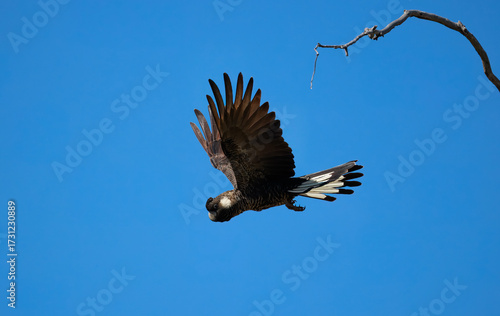 Endangered Carnaby’s black cockatoo (Calyptorhynchus latirostris) in flight in the wild around Kalbarri, Western Australia
