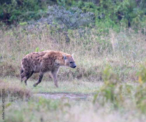 Spotted Hyena (Crocuta crocuta) Walking Along Lake ,Nakura National Park, Kenya