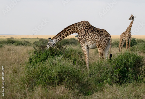 Maasai giraffe (Giraffa camelopardalis tippelskirchi) in Maasai Mara National Park, Kenya 