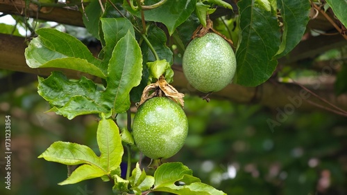 Bild auf Leinwand Passion Fruit Tree in Garden.