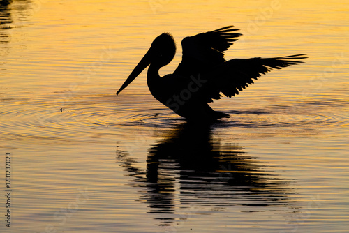 Silhouette of australian pelican (Pelecanus conspicillatus) with reflection in water, at Monkey Mia, Shark Bay, Western Australia