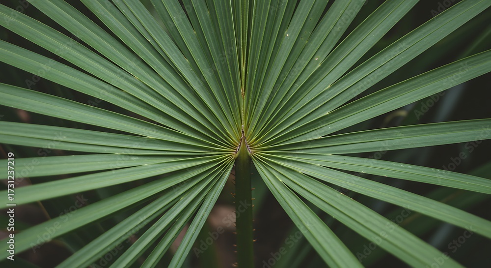 Obraz premium Close up of a fan shaped green palm leaf with radiating lines and texture