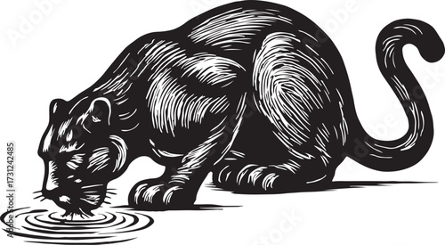 A striking black panther illustration in a woodcut style drinks water from a rippling pool with its head down