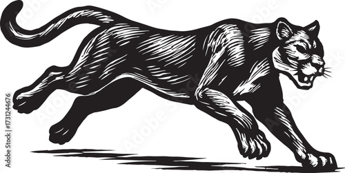 Dynamic black and white woodcut illustration of a powerful cougar in mid stride showcasing its muscular build and fierce expression