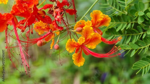 Caesalpinia Pulcherrima. Orange Peacock Flower.