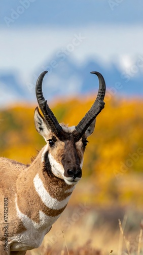 Pronghorn antelope portrait against autumnal landscape