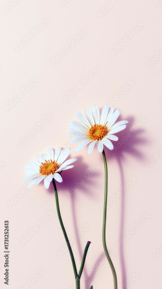 Obraz premium Clean and Organic Minimalist Flat Lay of Queen of the Andes Flowers