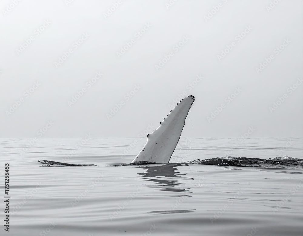 Fototapeta premium Whale fin breaching calm ocean surface