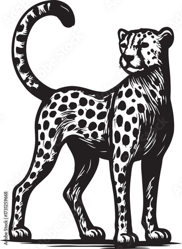 Elegant black and white illustration of a spotted cheetah standing proudly with a curved tail and alert gaze