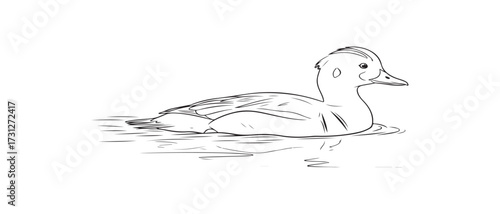 Detailed Line Art Illustration of a Duck on Water for Wildlife and Nature Themes
