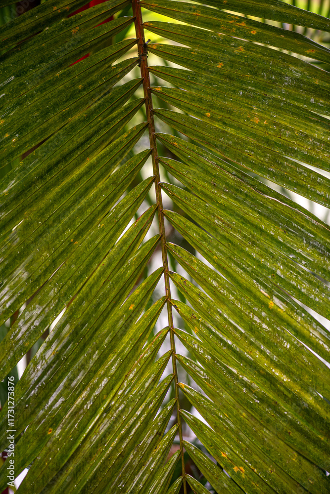 Obraz premium Singapore Botanical Gardens with different types of palm trees, a 74-hectare botanical garden
