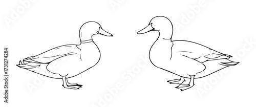 Two Ducks Standing Side By Side Black And White Line Art Design