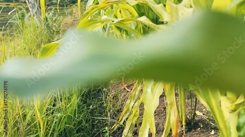 Experience rural farming with waving corn stalks and lush green fields in a summery agricultural landscape, perfect for agriculture promotion