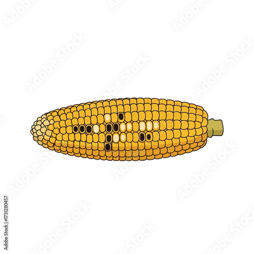 Illustration of a Yellow Corn Cob with Kernels