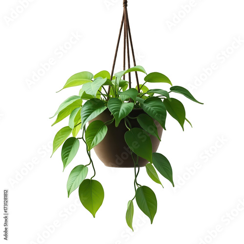 A lush, vibrant green houseplant with heart-shaped leaves cascades from a brown hanging pot, suspended against a stark black background, creating a visually striking and isolated composition,...