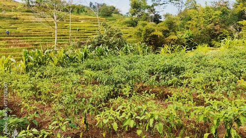 Lush green vegetable garden flourishing on a family farm, showcasing sustainable agriculture with rows of thriving plants under the sun's warmth