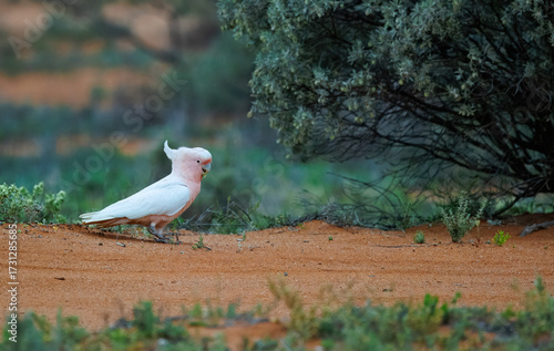 Wild Pink Cockatoo or Major Mitchell (Cacatua leadbeateri) searching for seeds on the ground, in the Murchison region of Western Australia
