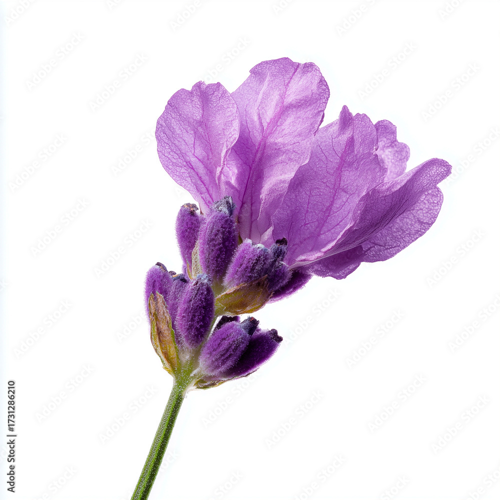 Fototapeta premium Fresh Purple Lavender Blossom Isolated on White Background