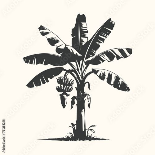 Vector art of a stylized black and white illustration of a banana tree with a bunch of bananas and a banana blossom, set against a plain, lightcolored background, evoking a tropical or botanical theme