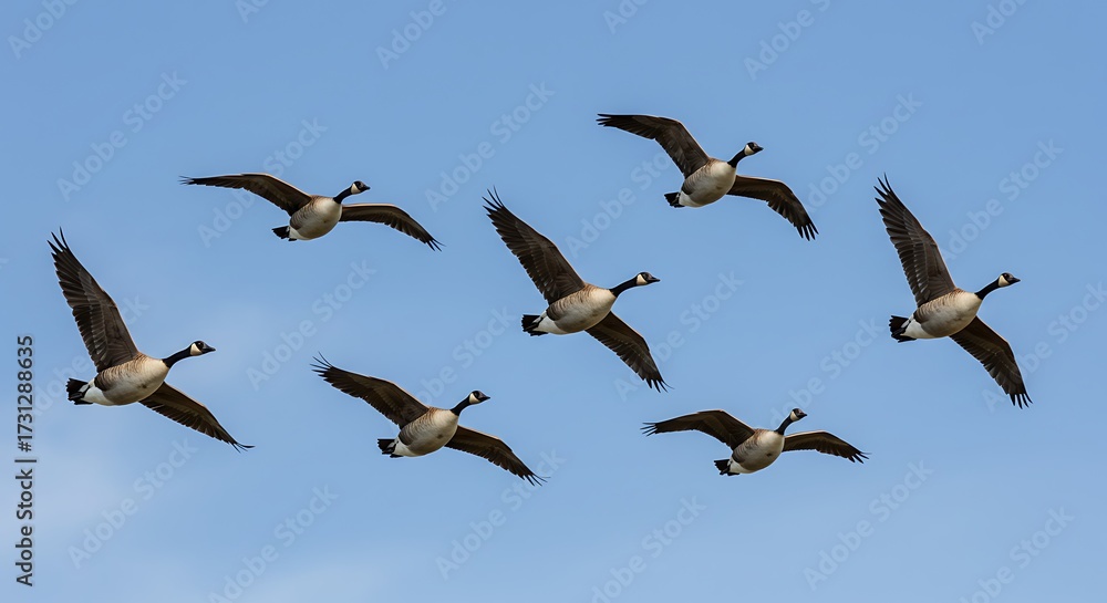Obraz premium Geese flying in formation against a clear blue sky wildlife and migration