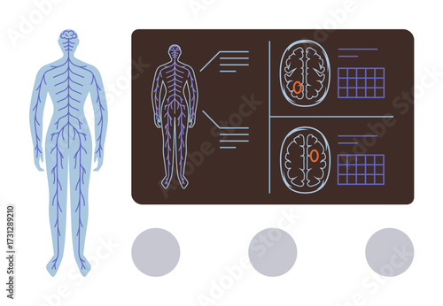 Human nervous system illustration, detailed brain scan, analytics, and data visuals. Ideal for medicine, anatomy, neuroscience, biology, education healthcare diagnostics simple flat metaphor