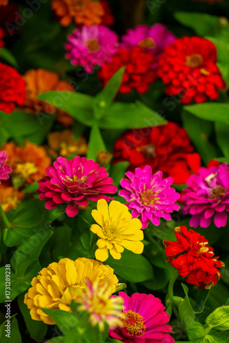 Pink, yellow and orange flowers of Zinnia elegans, common zinnia or elegant zinnia in the formal garden