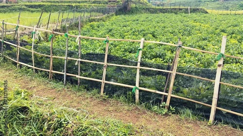 Dynamic agricultural scene showing crops growing vigorously behind a bamboo fence, perfect for farming or sustainable living projects