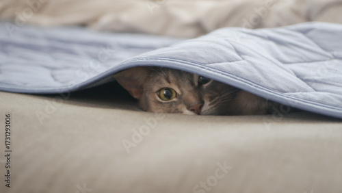 ベッドシーツに隠れる猫