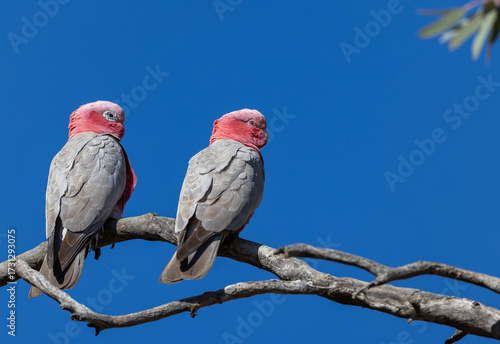 Pair of Galahs (eolophus roseicapilla) on a perch  in the Murchison Region of Western Australia 