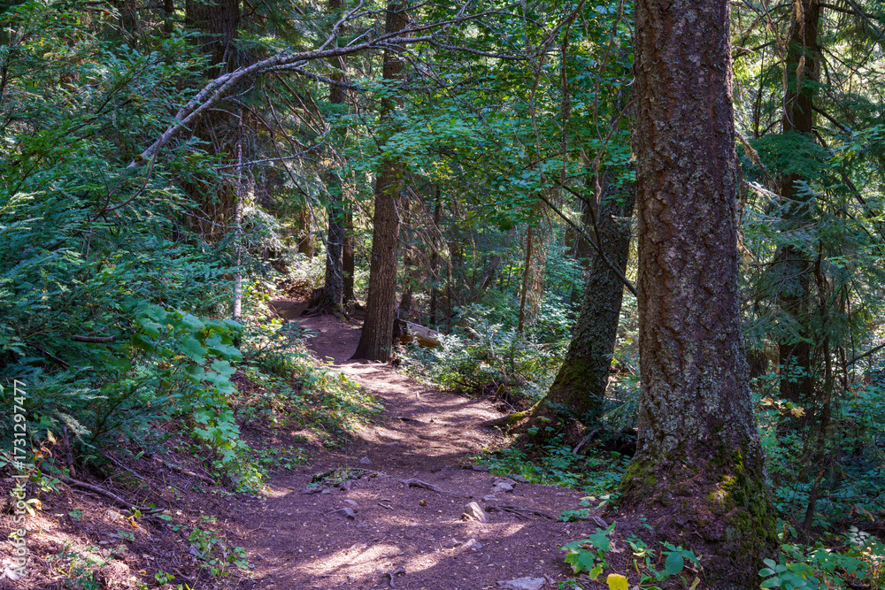 Obraz premium Leigh Lake Trail