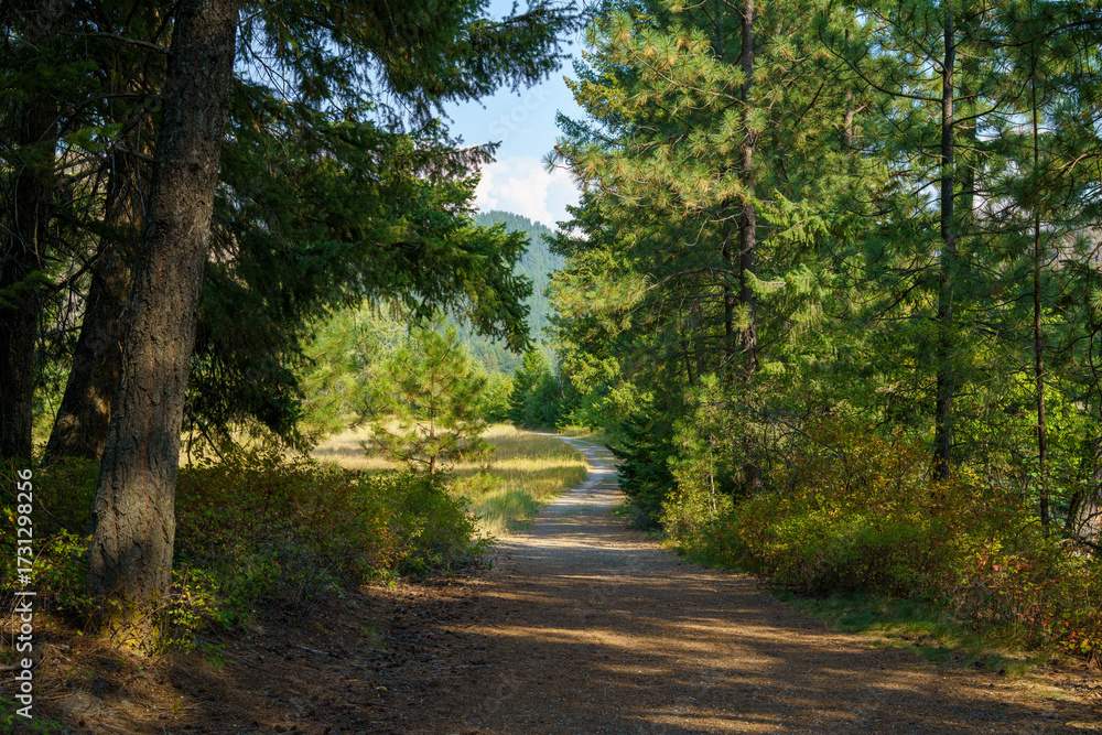 Obraz premium Bighorn Blackrock Trail #42