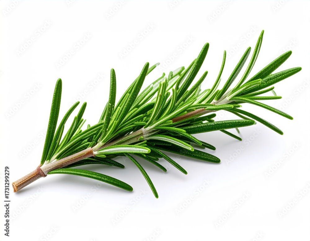 Fototapeta premium Fresh Rosemary Sprig - Aromatic Herb for Culinary and Medicinal Uses.