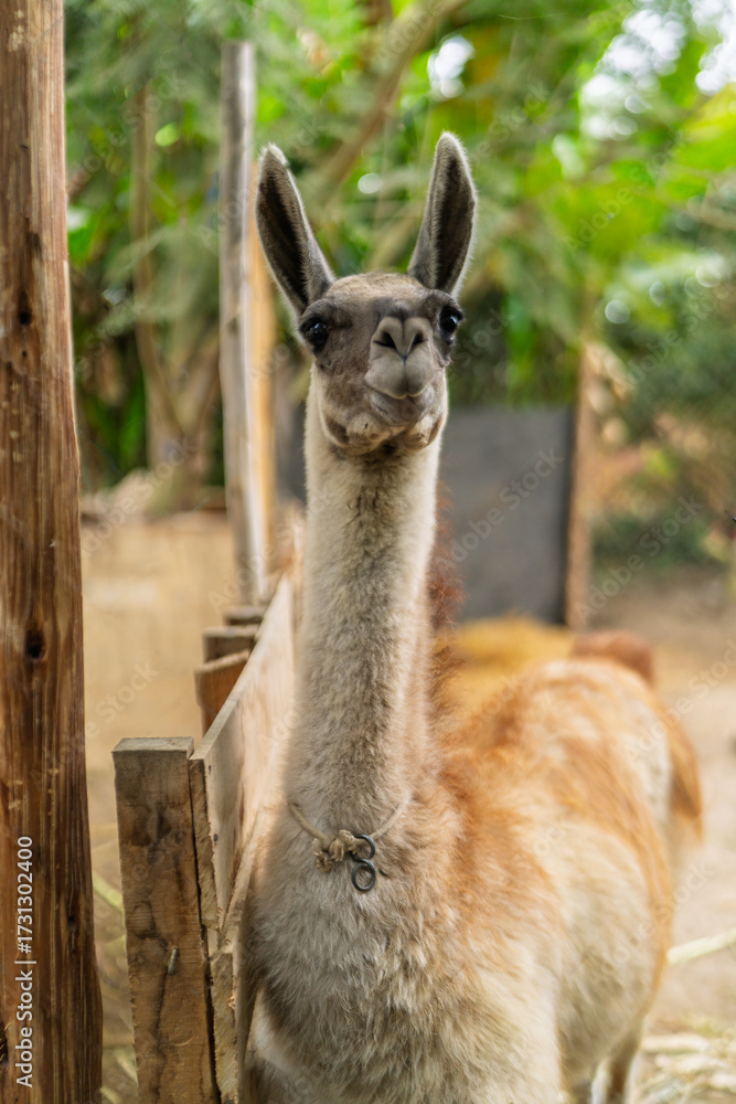 Obraz premium Llama looking into camera standing in enclosure