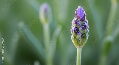 Lavender Bud - A Close-Up View of Natures Beauty.