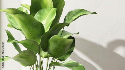 Fresh beautiful green tropical bird of paradise tree plant in sunlight on white wall for modern, elegant, luxury fashion, beauty, cosmetic, skincare, body care, product background 3D