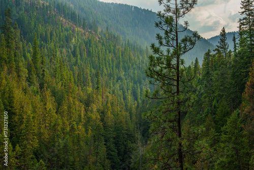 Callahan Creek Trail