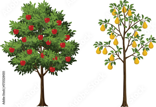 Illustration of apple tree with red fruits, pear tree with yellow pears, natural orchard plants, organic farming, healthy food harvest design